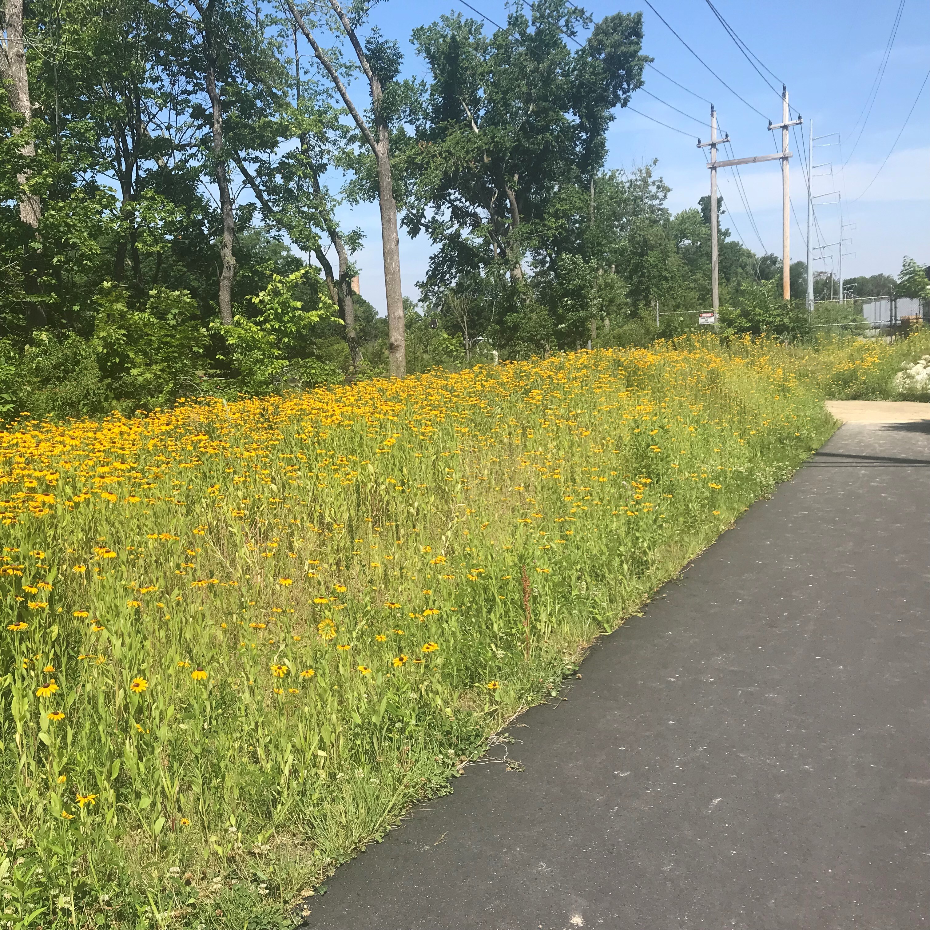 Wildflower Walk on the Greenway - logo